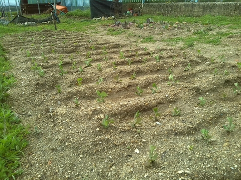 Germinação dos canteiros das favas e das ervilhas